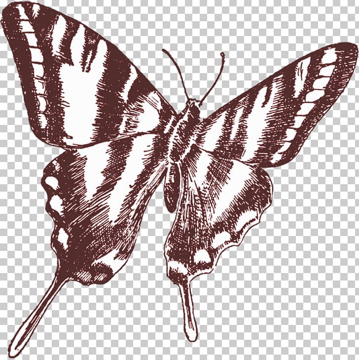 Butterfly Drawing PNG, Clipart, Art, Arthropod, Black And White, Bombycidae, Brush Footed Butterfly Free PNG Download