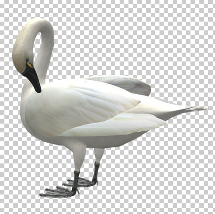 Cygnini Swan Goose Bird Domestic Goose PNG, Clipart, Animal, Animals, Beak, Bird, Birds Free PNG Download