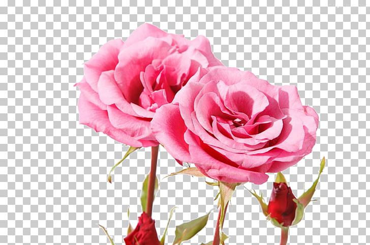 Garden Roses Centifolia Roses Beach Rose Pink Petal PNG, Clipart, Bloom, China Rose, Floribunda, Flower, Flower Arranging Free PNG Download