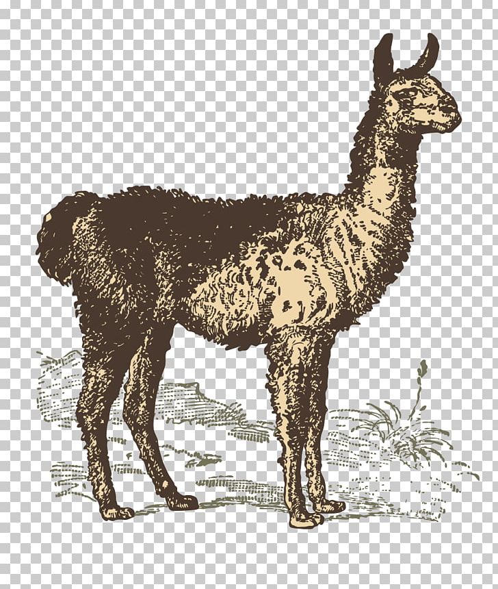 Llama Goat Sheep PNG, Clipart, Animal, Animals, Camel Like Mammal, Drawing, Eventoed Ungulate Free PNG Download