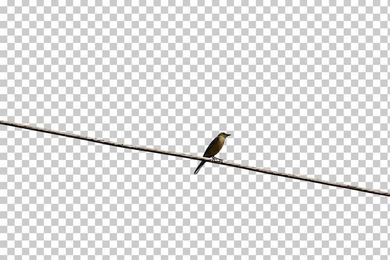 Bird PNG, Clipart, Beak, Bird, Line, Perching Bird Free PNG Download