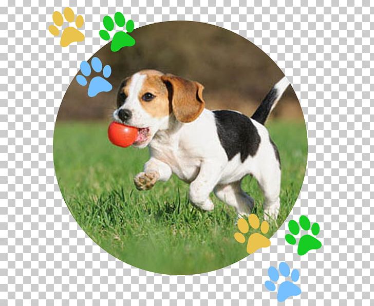 Beagle Puppy Kindergarten Dog Training Obedience Training PNG, Clipart, American Kennel Club, Animals, Beagle, Companion Dog, Crate Training Free PNG Download