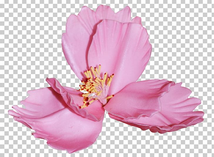 Flower Petal PNG, Clipart, Author, Blog, Blossom, Cicek, Cicek Resimleri Free PNG Download