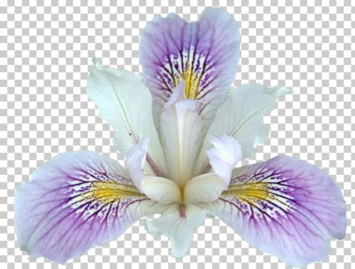 Northern Blue Flag Plant Flower Iris Pseudacorus PNG, Clipart, Alstroemeriaceae, Flower, Flowering Plant, Iris, Irises Free PNG Download