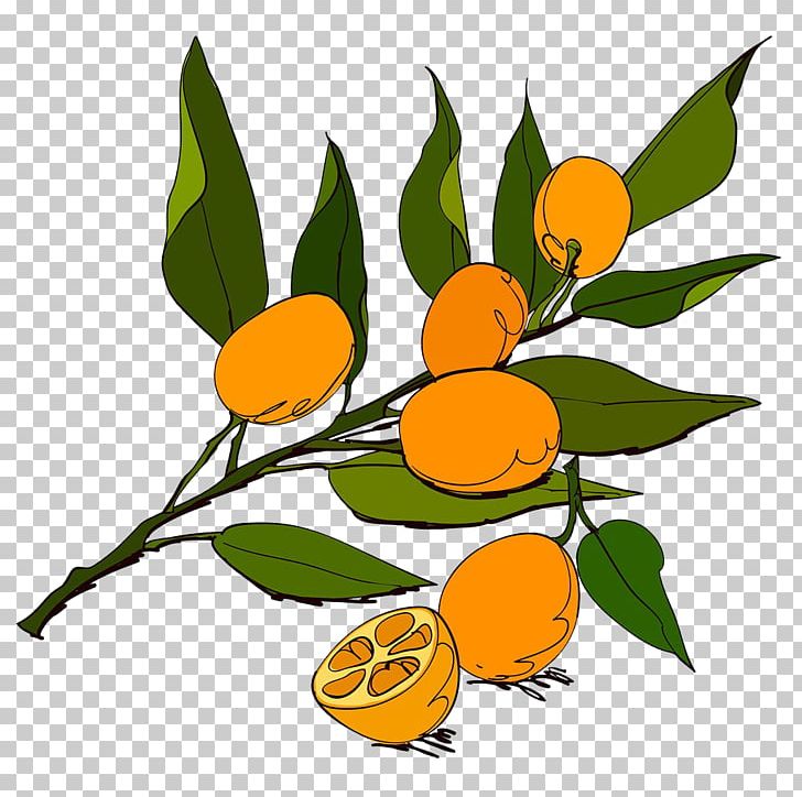 Fruit Icon PNG, Clipart, Branch, Citrus, Flower, Food, Fruit Free PNG Download