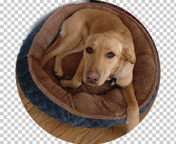 Labrador Retriever Puppy Dog Breed Companion Dog PNG, Clipart, Animals, Bed, Breed, Carnivoran, Companion Dog Free PNG Download