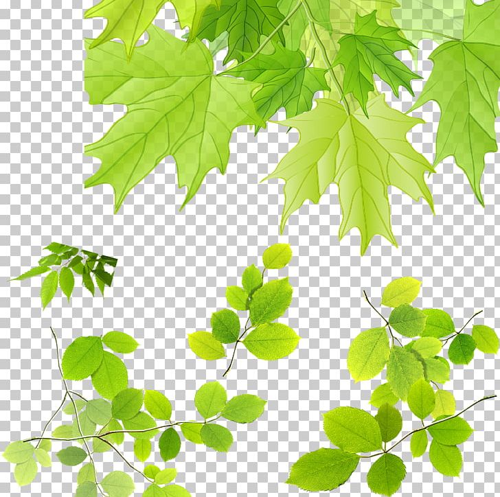 Maple Leaf PNG, Clipart, Advertising, Autumn Leaves, Banana Leaves, Branch, Download Free PNG Download