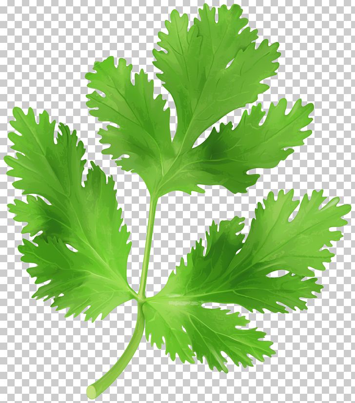 Parsley Food PNG, Clipart, Chervil, Clipart, Clip Art, Computer Icons, Coriander Free PNG Download