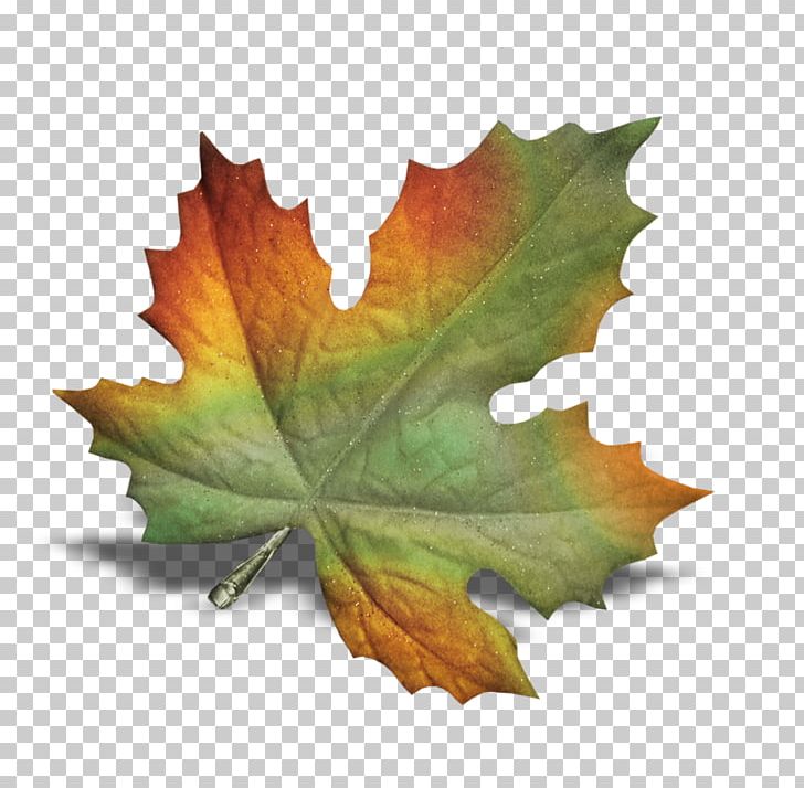 POINT CEDRIC INFORMATIQUE Autumn Leaves Leaf PNG, Clipart, Autumn, Autumn Leaves, Blog, Cedric, Decoration Free PNG Download