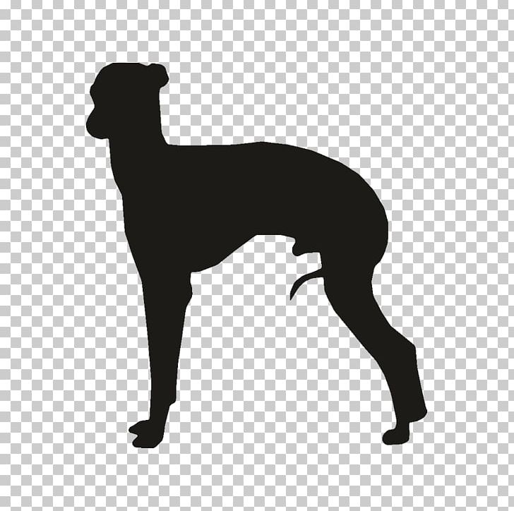 Whippet Italian Greyhound Ibizan Hound PNG, Clipart, Animals, Black, Black And White, Carnivoran, Dog Free PNG Download