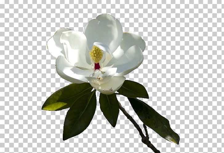 Flowering Plant Computer Icons Magnoliaceae Maid Service PNG, Clipart, Computer Icons, Facebook, Flower, Flowering Plant, Linkedin Free PNG Download