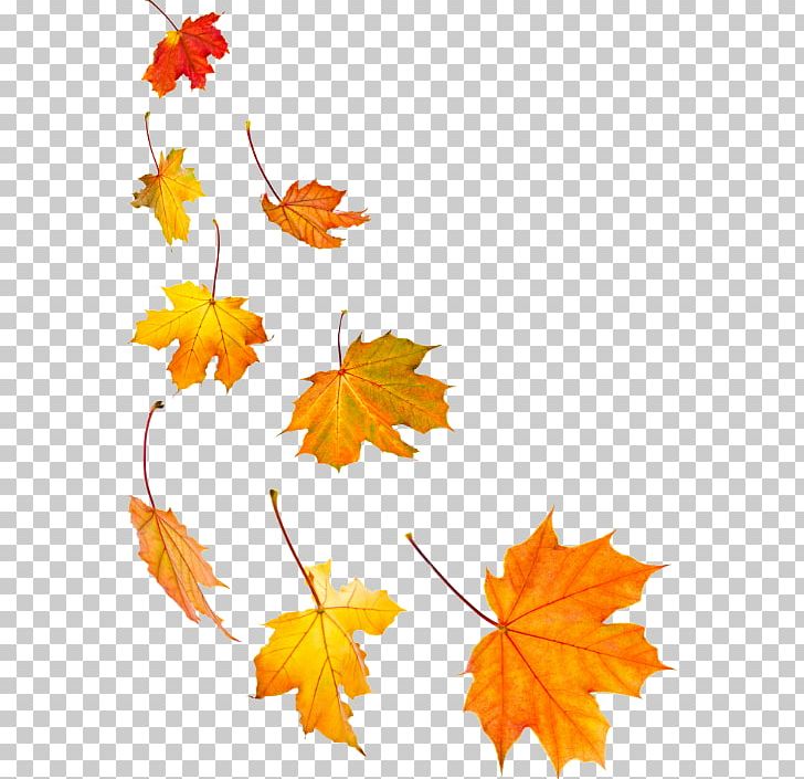 Stock Photography Maple Leaf Autumn Leaf Color PNG, Clipart, Autumn, Autumn Leaf Color, Branch, Can Stock Photo, Deciduous Free PNG Download