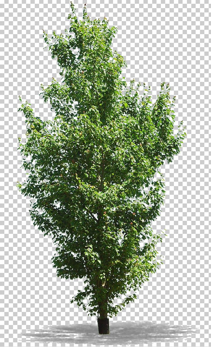 Tree Woody Plant Branch PNG, Clipart, Agac, Agac Resimleri, Branch, Depositfiles, Dots Per Inch Free PNG Download