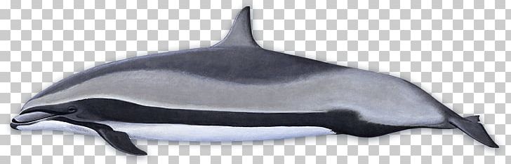Tucuxi Common Bottlenose Dolphin Porpoise Fraser's Dolphin Killer Whale PNG, Clipart, Animal, Animals, Beaked Whale, Blue Whale, Bottlenose Dolphin Free PNG Download