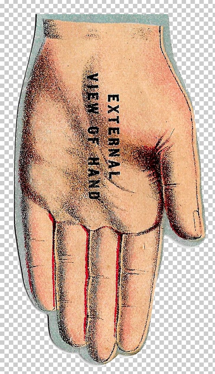 Finger Joint Arm Human Anatomy PNG, Clipart, Anatomy, Arm, Finger, Flesh, Hand Free PNG Download
