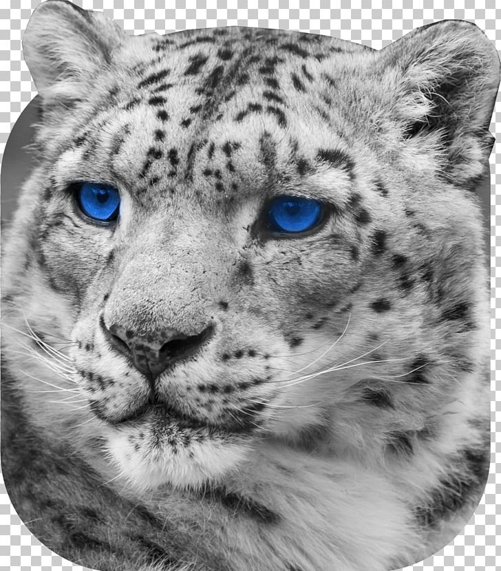 Snow Leopard Jaguar Cheetah Whiskers PNG, Clipart, Animal, Animals, Big Cats, Black And White, Carnivoran Free PNG Download