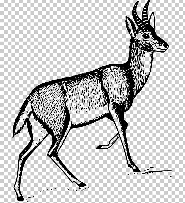 Antelope Bohor Reedbuck PNG, Clipart, Antelope, Antler, Black And White, Bohor Reedbuck, Computer Icons Free PNG Download