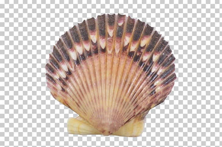 Clam Cockle Pecten Seashell Oyster PNG, Clipart, Animals, Banco De Imagens, Beach, Clam, Clams Oysters Mussels And Scallops Free PNG Download