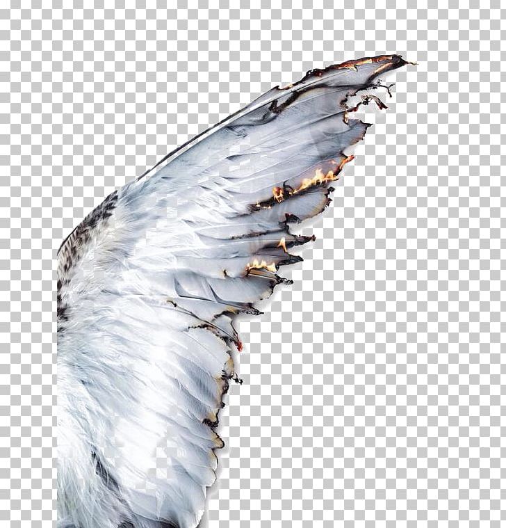 Daedalus Icarus Wing Greek Mythology Feather PNG, Clipart, Aesthetics, Angel, Animals, Art, Background White Free PNG Download