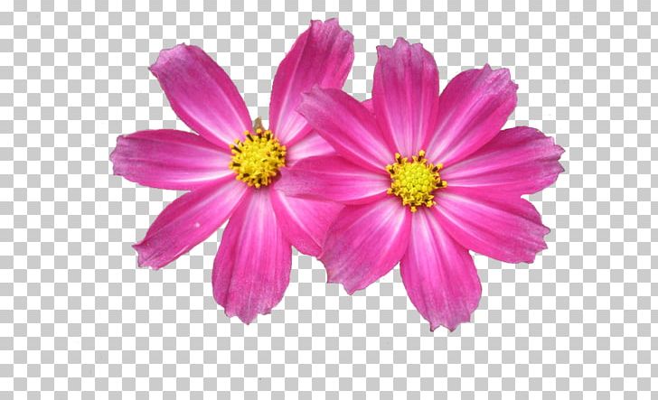 Portable Network Graphics Flower Desktop PNG, Clipart, Annual Plant, Aster, Chrysanths, Common Daisy, Cosmos Free PNG Download