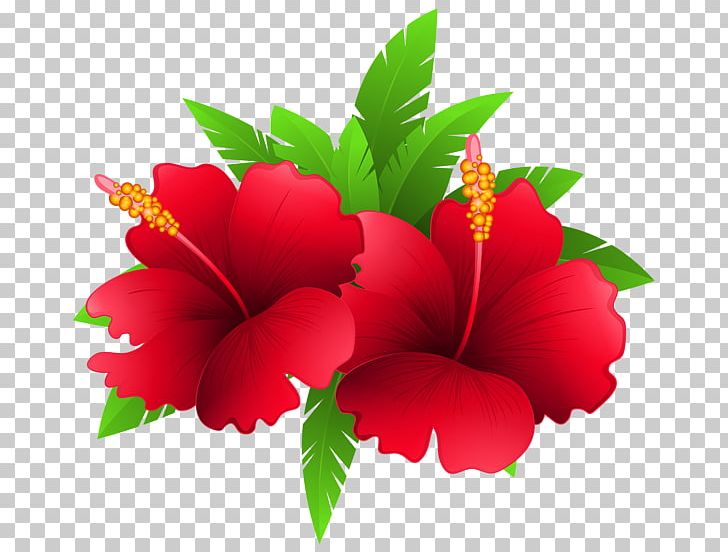 Shoeblackplant Flower PNG, Clipart, Annual Plant, Clip Art, Color, Digital Image, Drawing Free PNG Download