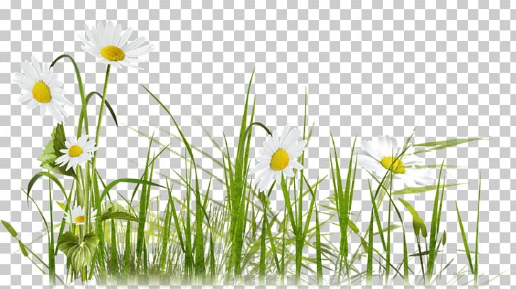 Common Daisy 草坪植物 Lawn Portable Network Graphics PNG, Clipart, Chamaemelum Nobile, Chamomile, Commodity, Common Daisy, Computer Wallpaper Free PNG Download