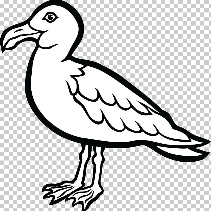 Gulls Bird Drawing Coloring Book PNG, Clipart, Animals, Artwork, Beak, Bird, Black And White Free PNG Download