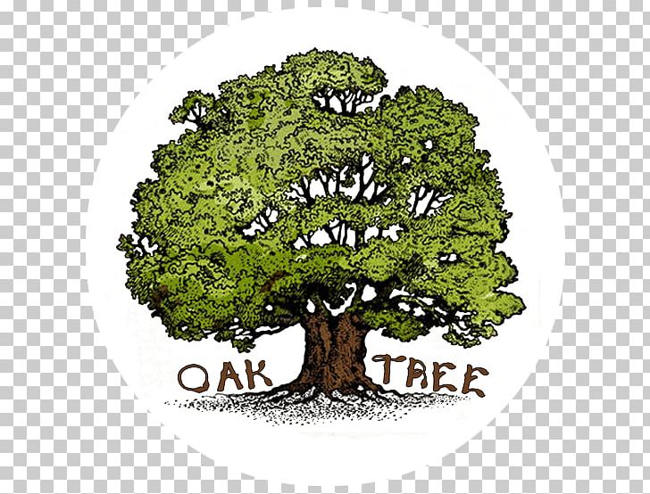 Tree Oak PNG, Clipart, Acorn, Business, Cartoon, Circle Tree, Drawing Free PNG Download