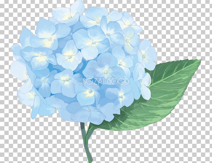 French Hydrangea パソコンサロンみつきのもり East Asian Rainy Season Illustrator PNG, Clipart, Blue, Cornales, Cut Flowers, East Asian Rainy Season, Flower Free PNG Download