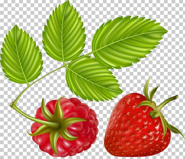 Raspberry PNG, Clipart, Auglis, Berry, Cartoon, Clip Art, Drawing Free PNG Download