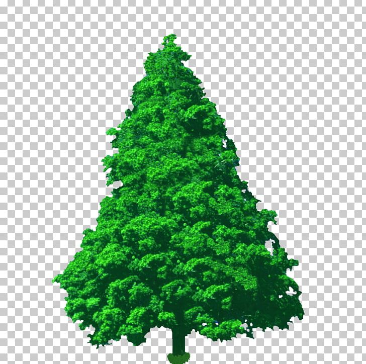 Spruce Pine Fir Conifers Cypress PNG, Clipart, Biome, Branch, Cedar, Christmas Decoration, Christmas Ornament Free PNG Download