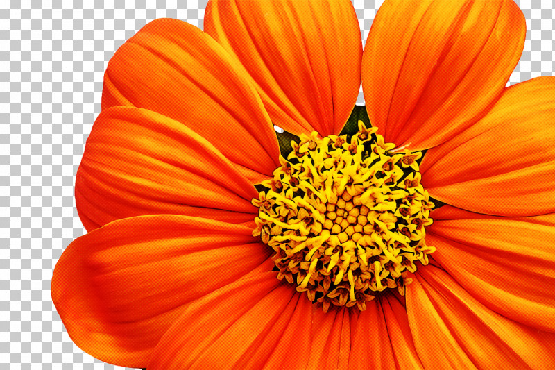 Transvaal Daisy 0jc Pollen Close-up PNG, Clipart, Closeup, Pollen, Transvaal Daisy Free PNG Download