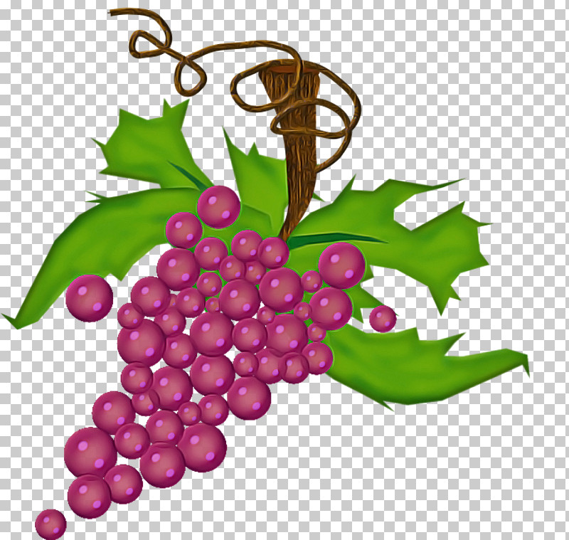 Grape Seedless Fruit Grapevine Family Grape Leaves Leaf PNG, Clipart, Flower, Fruit, Grape, Grape Leaves, Grapevine Family Free PNG Download