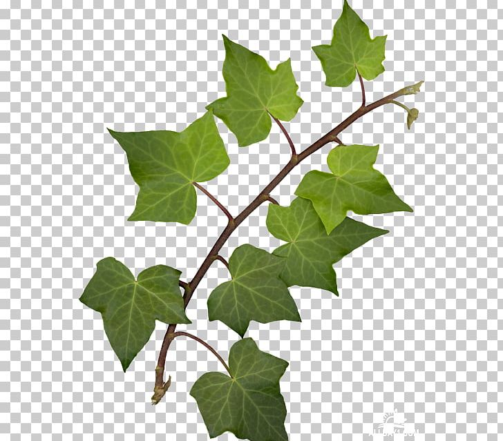 Leaf Blog Raster Graphics Green PNG, Clipart, Blog, Blue, Branch, Computer Icons, Flowering Plant Free PNG Download