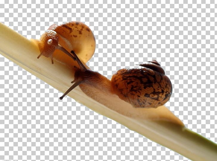 Orthogastropoda Snail Slime Land Snail Mucus PNG, Clipart, Animal, Animals, Brown, Brown Snail, Caracol Free PNG Download