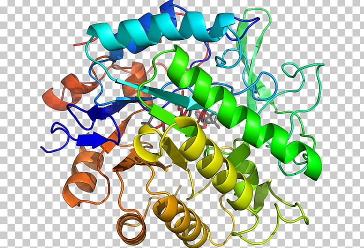 Beta-glucosidase Glucosidases Enzyme Substrate Glycoside Hydrolase PNG, Clipart, Alpha Decay, Area, Artwork, Beta Decay, Betaglucosidase Free PNG Download