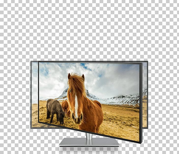 Computer Monitors SRGB IPS Panel ASUS Graphics Display Resolution PNG, Clipart, 4k Resolution, Asus, Color, Computer Hardware, Computer Monitors Free PNG Download