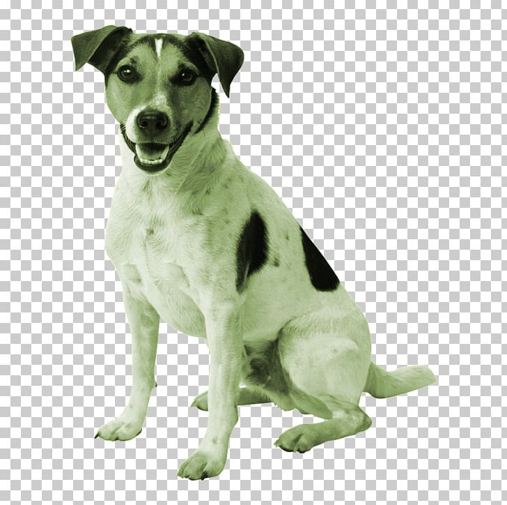 Jack Russell Terrier Parson Russell Terrier Puppy Golden Retriever Cat PNG, Clipart, Adorable Pet, Animals, Border Collie, Carnivoran, Cat Free PNG Download
