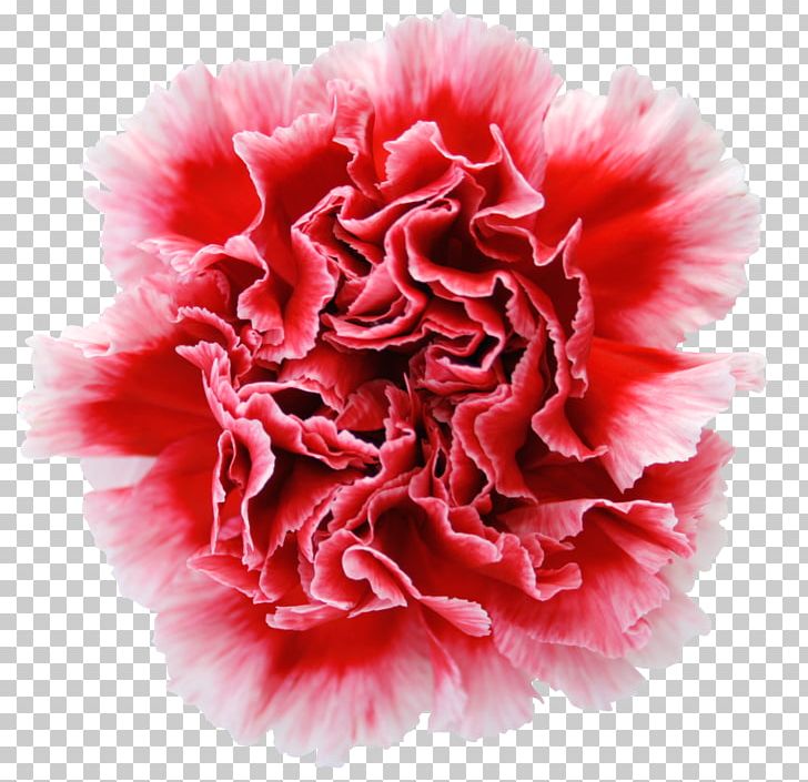 Carnation Garden Roses Cut Flowers Dianthus Chinensis PNG, Clipart, Carnation, Centifolia Roses, Cut Flowers, Dianthus, Dianthus Chinensis Free PNG Download