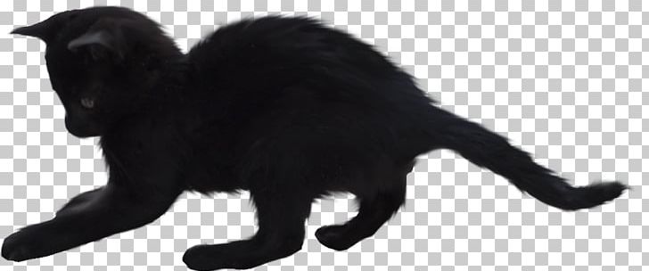 Friday The 13th Bxf6szi-Vet Xc1llatorvosi Rendelu0151 Xe9s Xc1llatpatika Black Cat Autumn PNG, Clipart, Autumn, Black, Black And White, Black Cat, Bombay Free PNG Download
