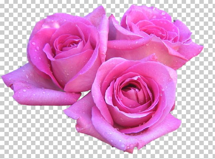 Rose Flower Pink 1080p High-definition Television PNG, Clipart, Abstract Lines, Color, Decorative, Floribunda, Flower Plants Free PNG Download