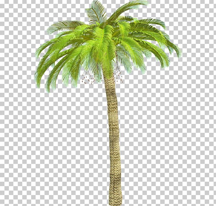 Asian Palmyra Palm Arecaceae Babassu L'Isle-Adam Plant PNG, Clipart,  Free PNG Download