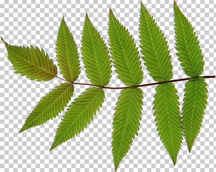 Autumn Leaf Color Look At Leaves PNG, Clipart, Autumn Leaf Color, Desktop Wallpaper, Diagram, Download, Hemp Free PNG Download