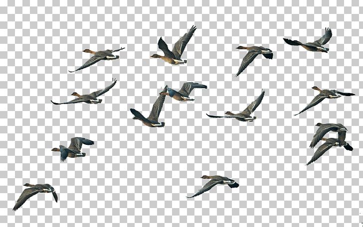 Bird Migration Swan Goose Flight PNG, Clipart, Animal Migration, Bird, Company, Company Culture, Culture Free PNG Download