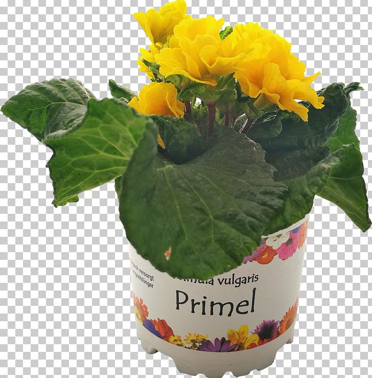 Cut Flowers Flowerpot Herb Flowering Plant PNG, Clipart, Argyranthemum Frutescens, Cut Flowers, Flower, Flowering Plant, Flowerpot Free PNG Download