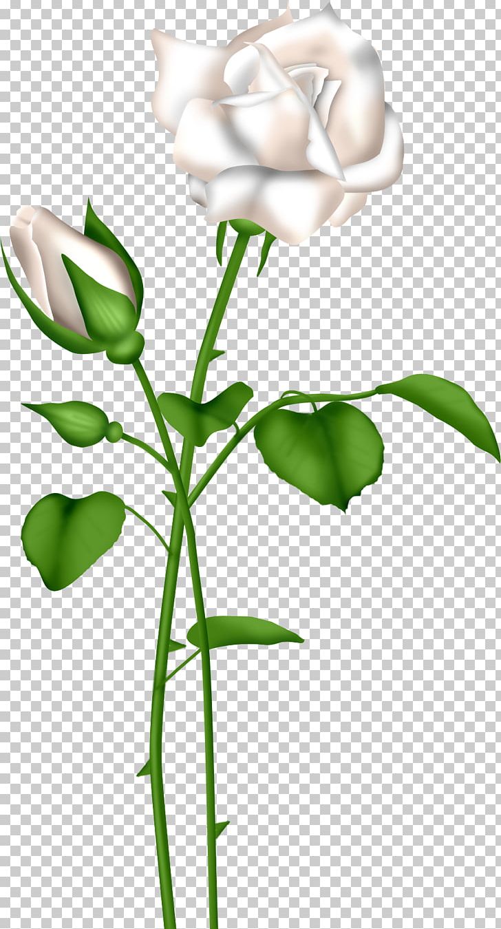 Frames Rose PNG, Clipart, Bitmap, Bud, Cut Flowers, Encapsulated Postscript, Flora Free PNG Download