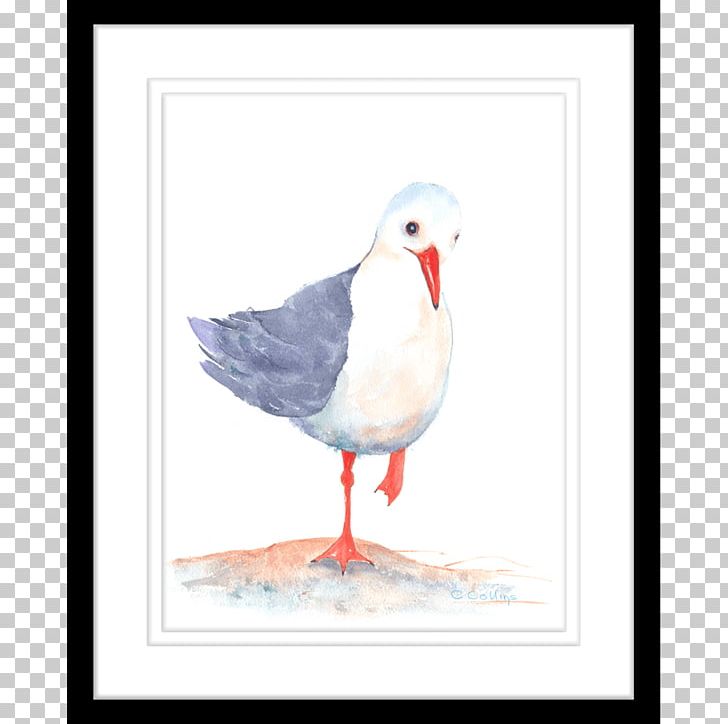 Gulls Shorebirds Beak Seabird PNG, Clipart, Anatidae, Animals, Beak, Bird, Black Watercolor Free PNG Download