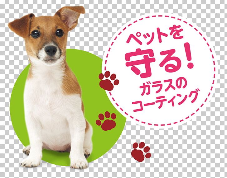Dog Breed Rat Terrier Jack Russell Terrier Miniature Fox Terrier Puppy PNG, Clipart, Animals, Breed, Carnivoran, Companion Dog, Dog Free PNG Download