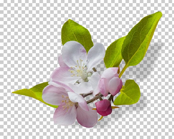 Flower Blossom PNG, Clipart, Blossom, Branch, Cherry Blossom, Color, Easter Free PNG Download