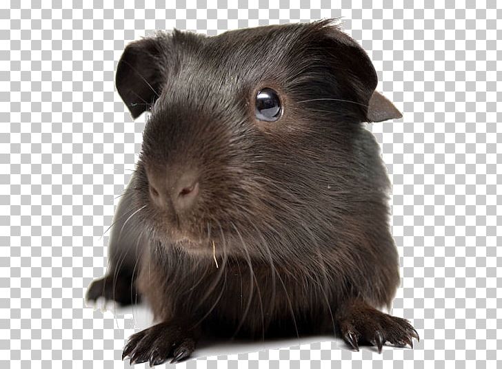 Gerbil Peruvian Guinea Pig Himalayan Guinea Pig Capybara PNG, Clipart, Animal, Animals, Capybara, Chocolate, Cocoa Bean Free PNG Download